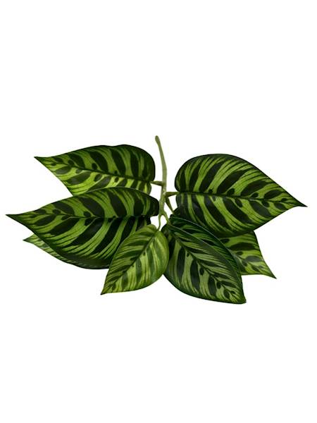 LIŚCIE KALATEA 28 CM JASNO ZIELONE