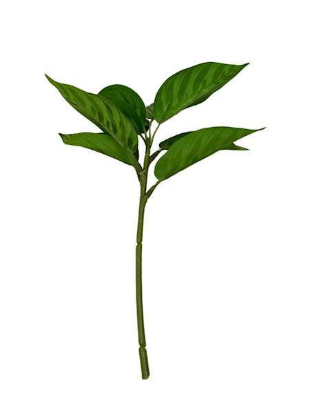 LIŚCIE KALATEA 28 CM JASNO ZIELONE