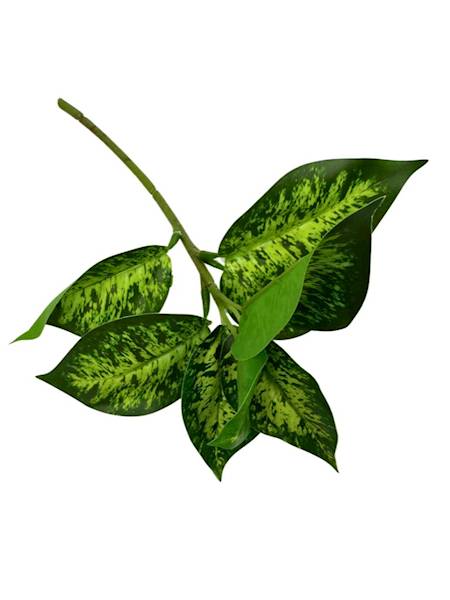 LIŚCIE DIFENBACHIA 28 CM JASNO ZIELONE