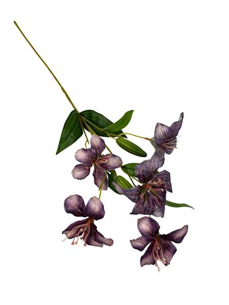 Liliowiec gałązka 74 cm  brudny fiolet
