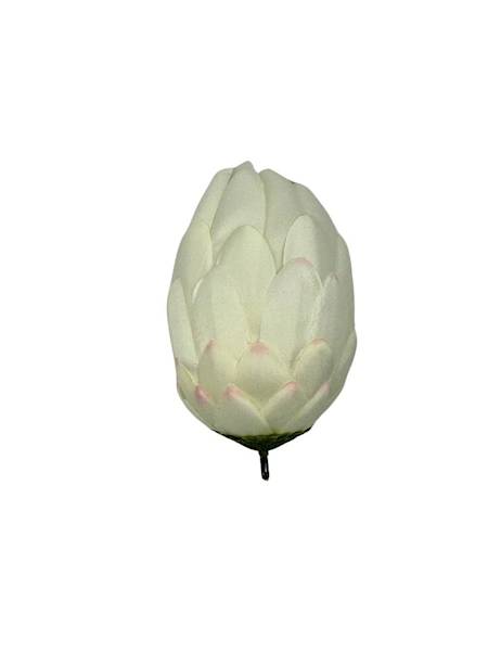 Protea główka 13 cm jasny krem