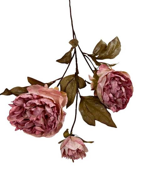 Piwonia jesienna gałazka 68 cm brudny róż