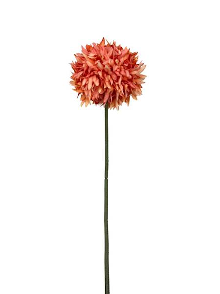 Czosnek chryzantema gałązka 45 cm łososiowa