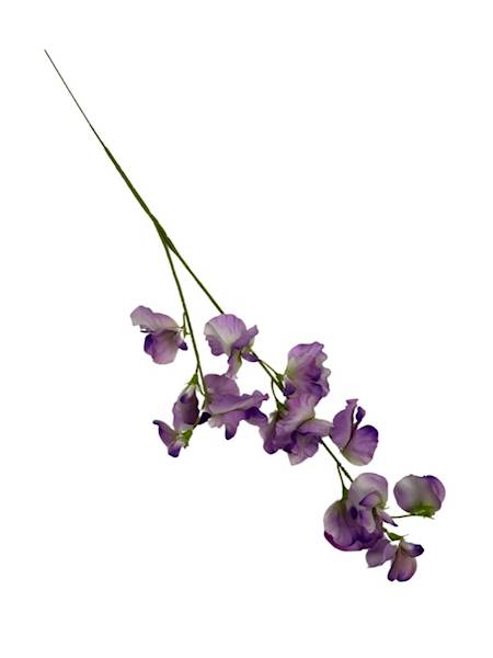 GROSZEK PACHNĄCY GAŁĄZKA 58 CM FIOLET Z ZIELONYM