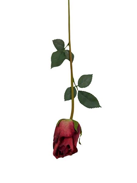 Róża gałązka 52 cm czerwony