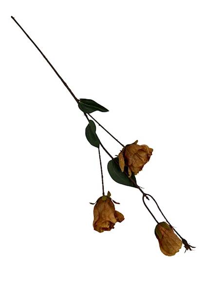 Eustoma jesienna gałązka 82 cm jasny brąz