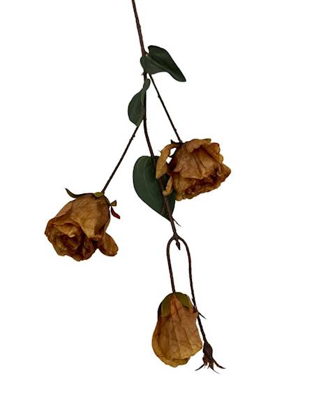 Eustoma jesienna gałązka 82 cm jasny brąz