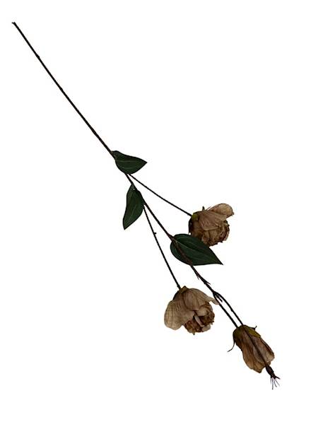 Eustoma jesienna gałązka 82 cm brąz