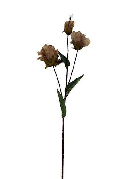 Eustoma jesienna gałązka 82 cm brąz