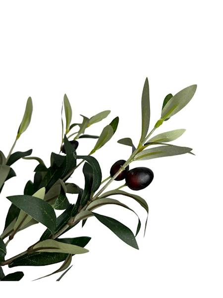 Drzewko oliwne w doniczce 68 cm