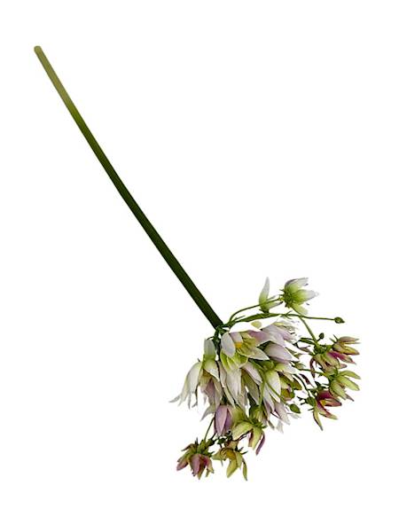 Agapantus gałązka 57 cm kolorowy