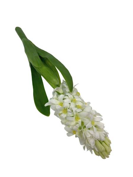 Hiacynt 40 cm biały 