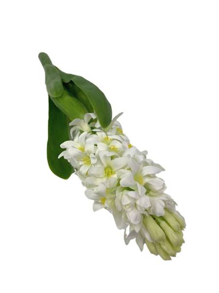 Hiacynt 40 cm biały 