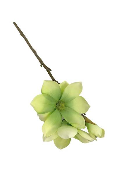 Magnolia gałązka 40 cm zielona
