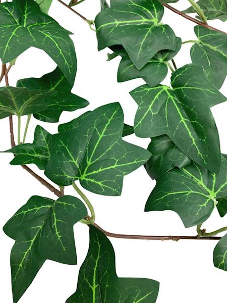 Bluszcz hedera wiszący bukiet 132 cm