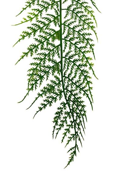 Paproć liść 63 cm zielony