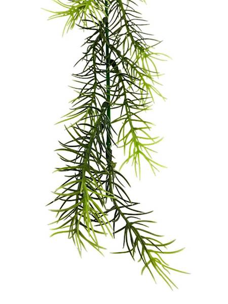 Aszparagus gałązka 52 cm zielony