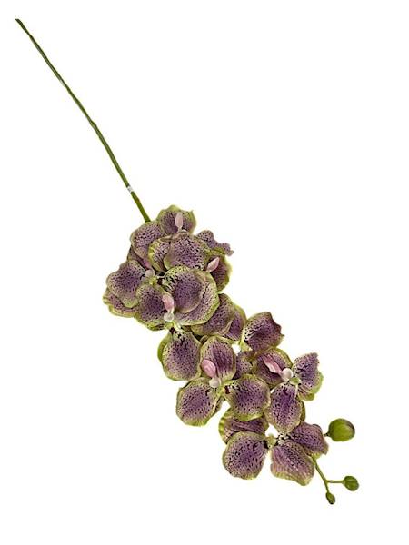 Storczyk Vanda gałązka 98 cm zielony z fioletem