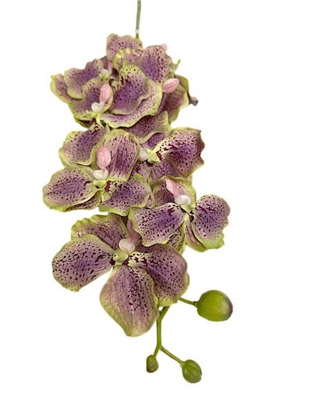 Storczyk Vanda gałązka 98 cm zielony z fioletem