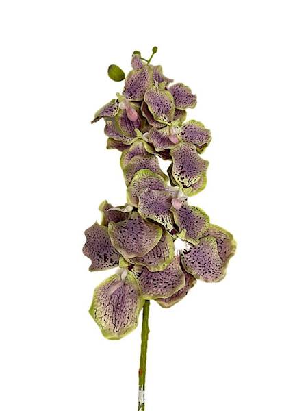 Storczyk Vanda gałązka 98 cm zielony z fioletem