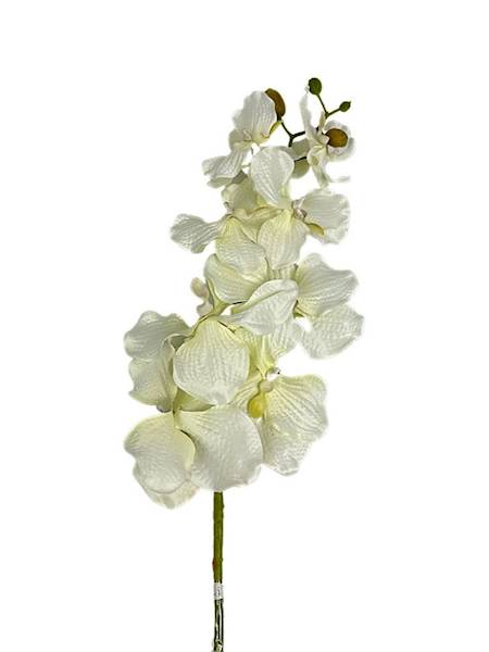 Storczyk Vanda gałązka 98 cm kremowy