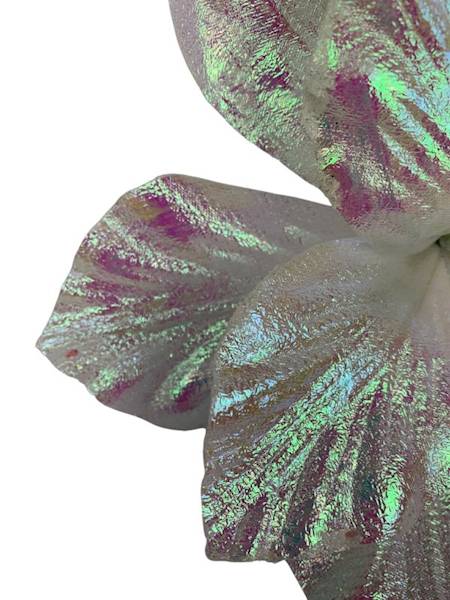 Pik amarylis świąteczny 24 cm biały