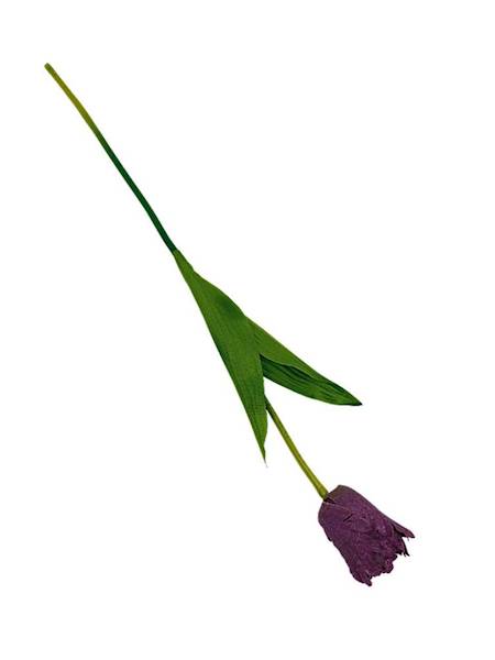 Tulipan gałązka 54 cm fioletowy
