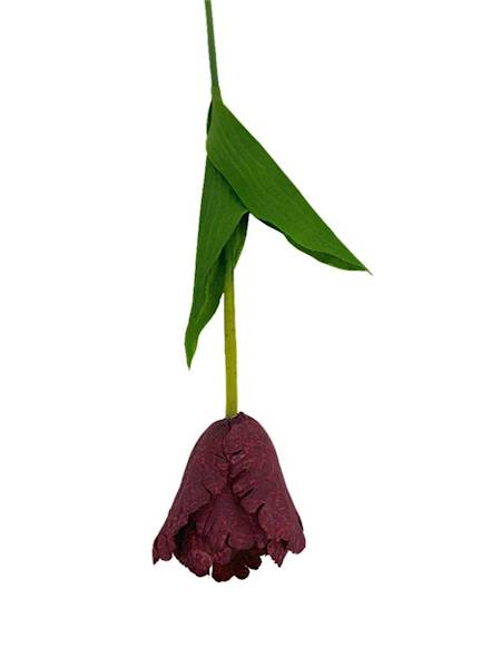 Tulipan gałązka 54 cm bordo
