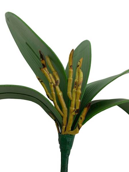 Liść do storczyka 26 cm zielony