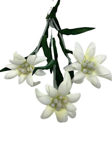 Szarotka górska gałązka 27 cm kremowa