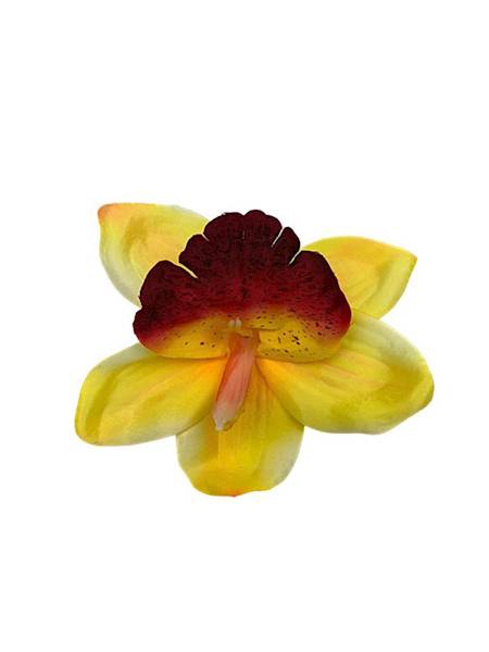 Storczyk główka 14 cm żółty z bordo