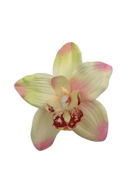 Storczyk główka 16 cm żółty i jasny róż