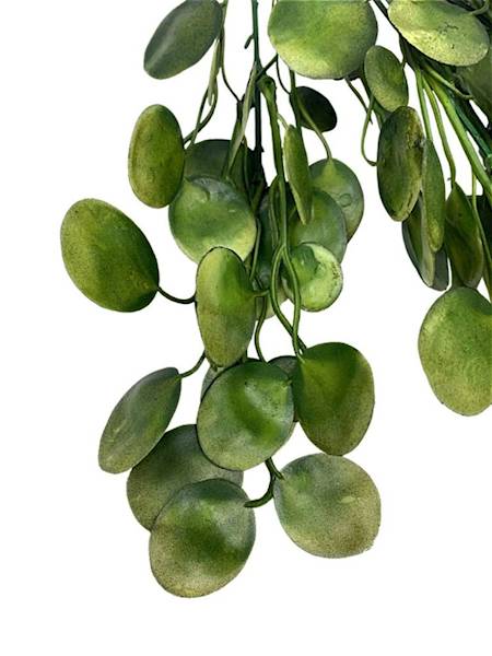 Pilea bukiet 34 cm zielony