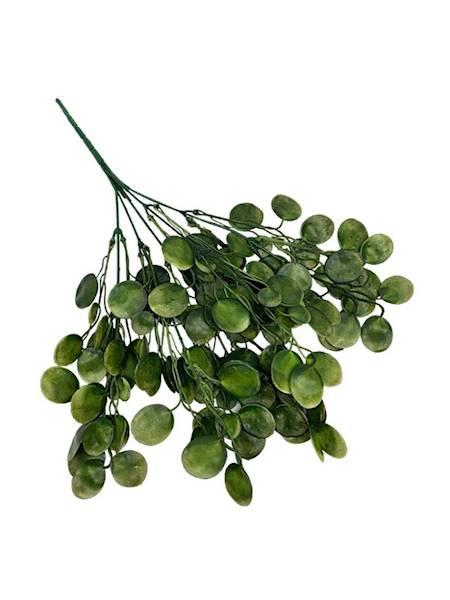 Pilea bukiet 34 cm zielony