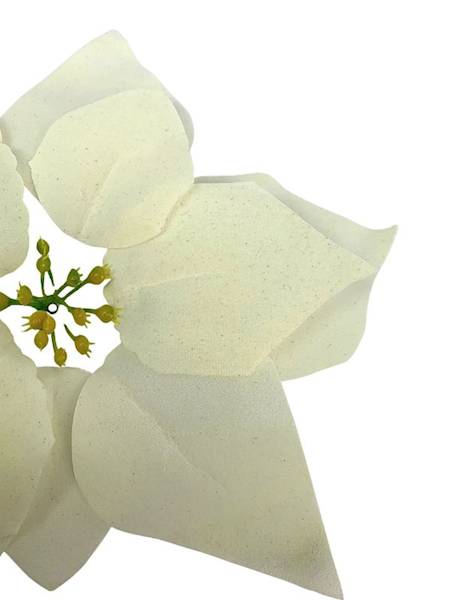 Gwiazda betlejemska główka 22 cm kremowa