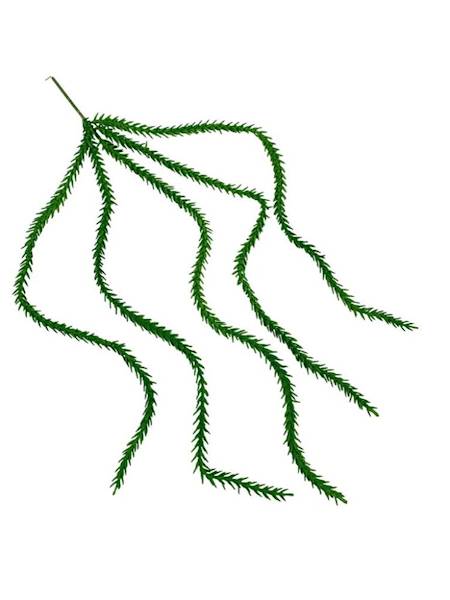 Sukulent zwis 59 cm zielony