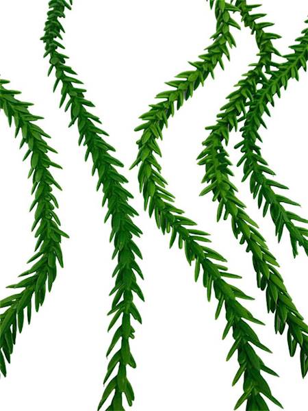 Sukulent zwis 59 cm zielony