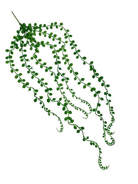 Senecio sukulent 75 cm zielony