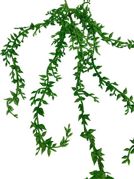 Senecio sukulent wiszący 57 cm zielony