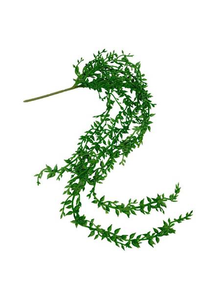 Senecio sukulent wiszący 57 cm zielony