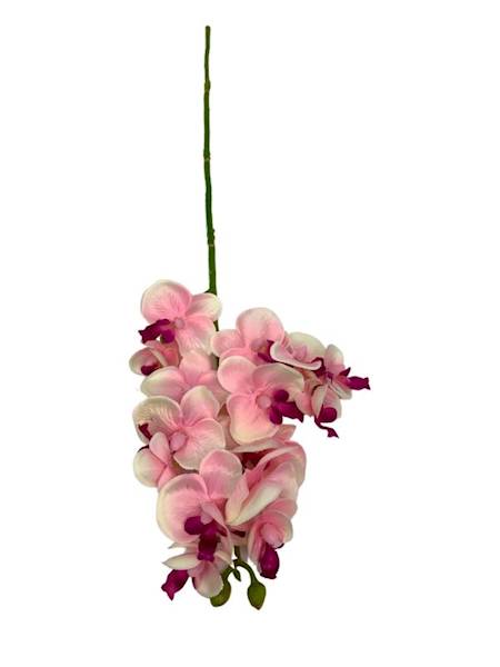 Storczyk gałązka 56 cm kremowy z jasnym różem