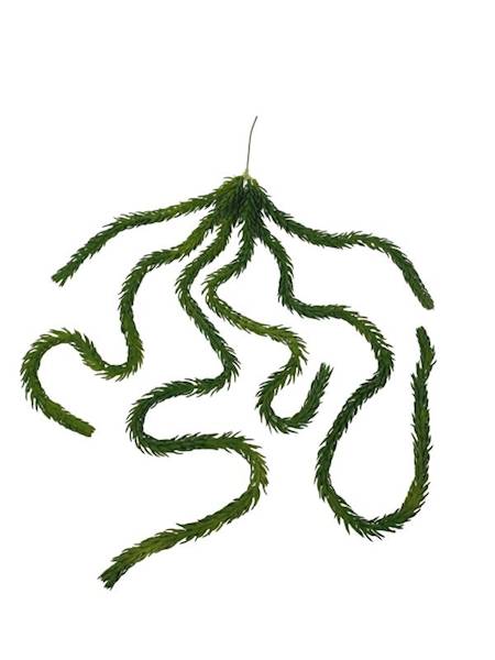 Sukulent 77 cm zielony