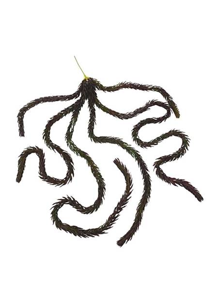 Sukulent 77 cm bordowy 