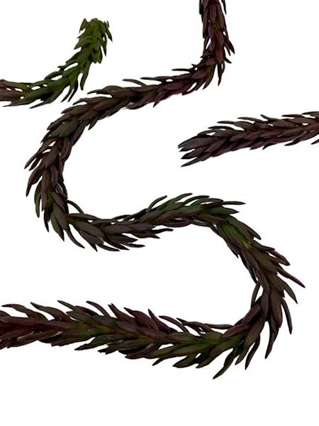 Sukulent 77 cm bordowy 