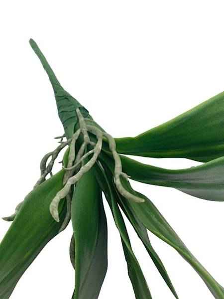Liść storczyk 35 cm zielony