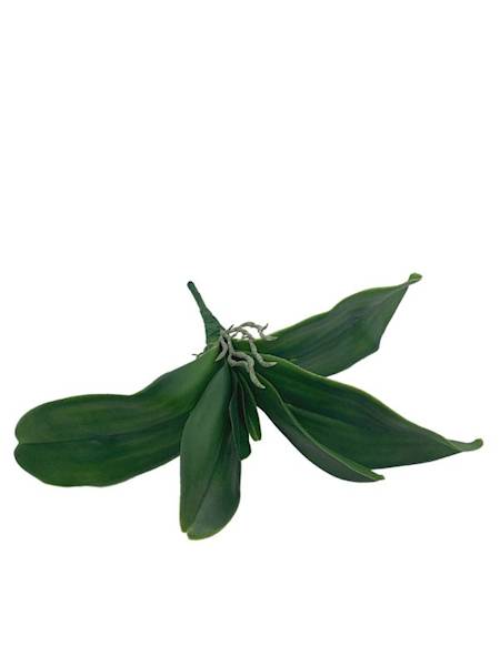 Liść storczyk 28 cm zielony