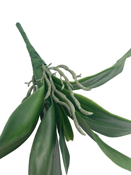 Liść storczyk 28 cm zielony
