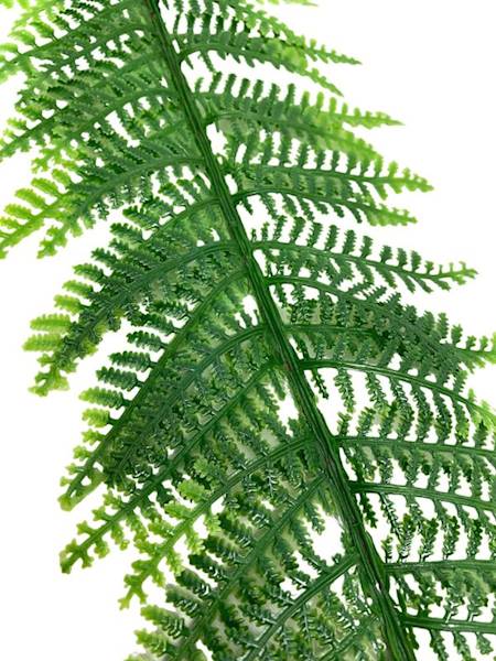 Liść paproci 60 cm zielony