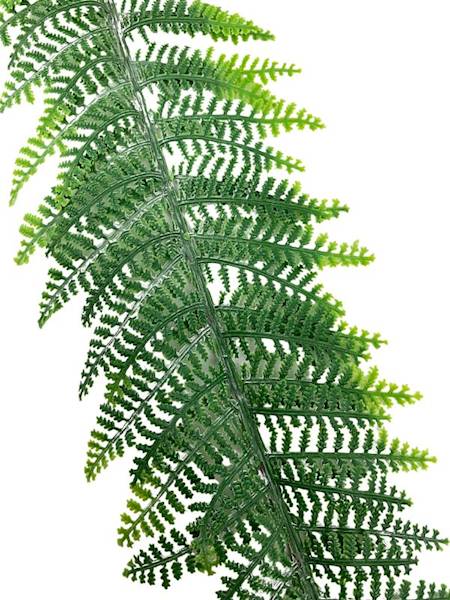 Liść paproci 60 cm zielony omszony