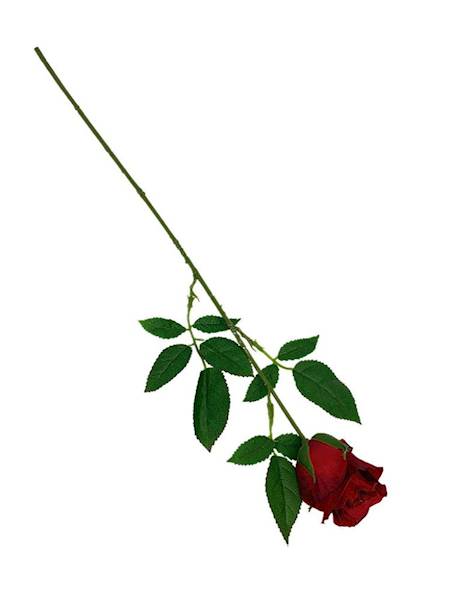Róża gałązka 59 cm czerwona